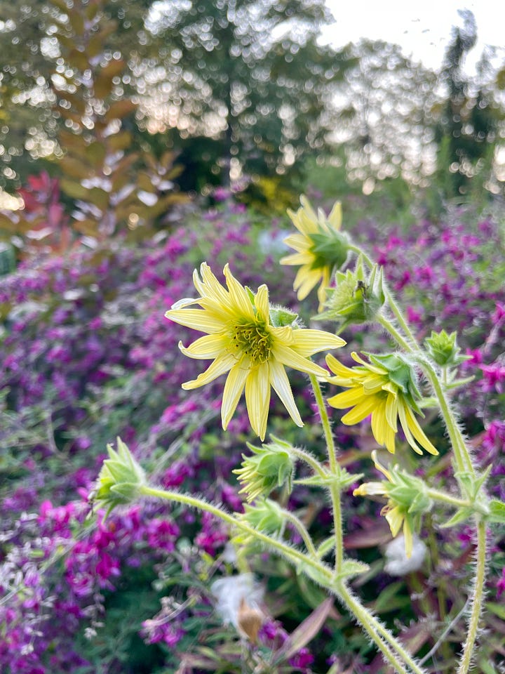 Mohr's Rosinweed with Bush Clover (Lespedeza) this month