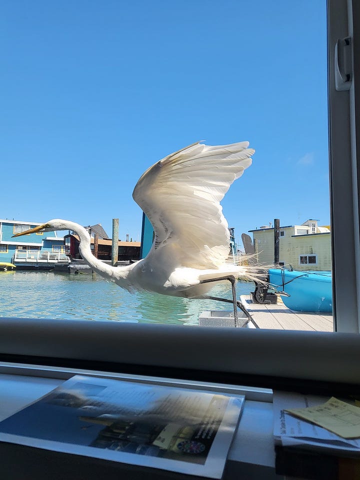 first image shows photos and mementos displayed on the dock, and an egret taking flight off the back deck as viewed from inside