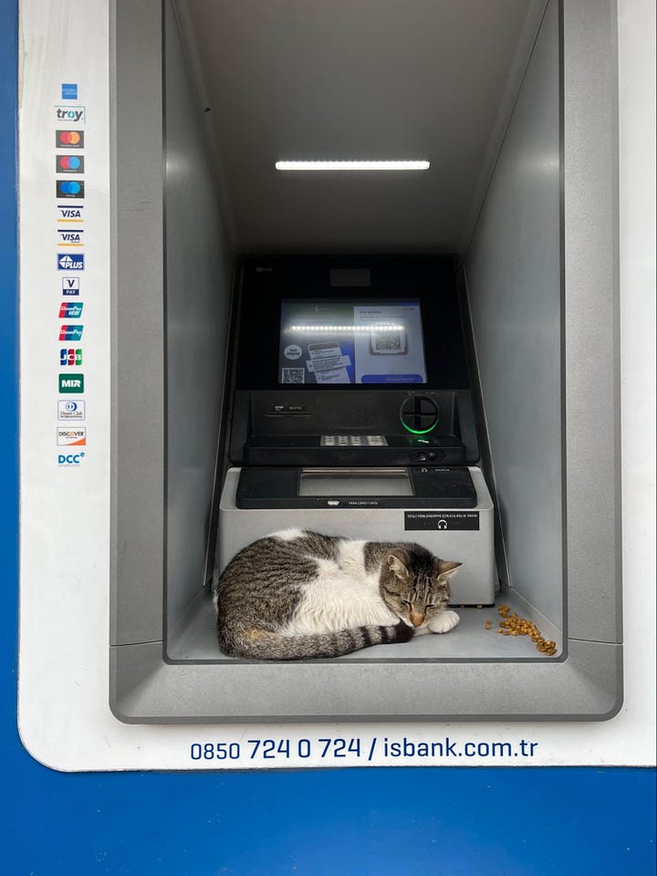 Cat sleeping on ATM, other cat sleeping on ledge.