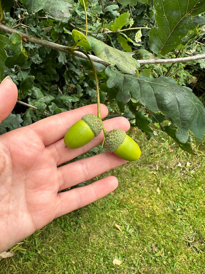 A selection of images showing various types of oak galls caused by wasps, the oak leaves and hands holding some perfectly formed acorns.