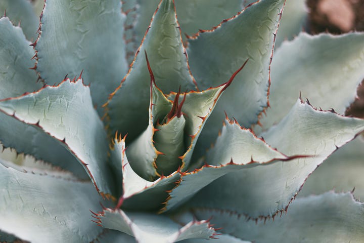 "Mexico es Mezcal" sign at a bar. Center of an agave plant. Photos: Marlon Michelle Corado, Justin Heap via Unsplash.