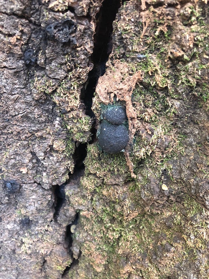 Lesion under the bark of an infected live oak, typical of P. ramorum, and Annulohypoxylon, dark fruiting bodies and tan frass from ambrosia beetle infestation often appear on oaks dying of P. ramorum infection.