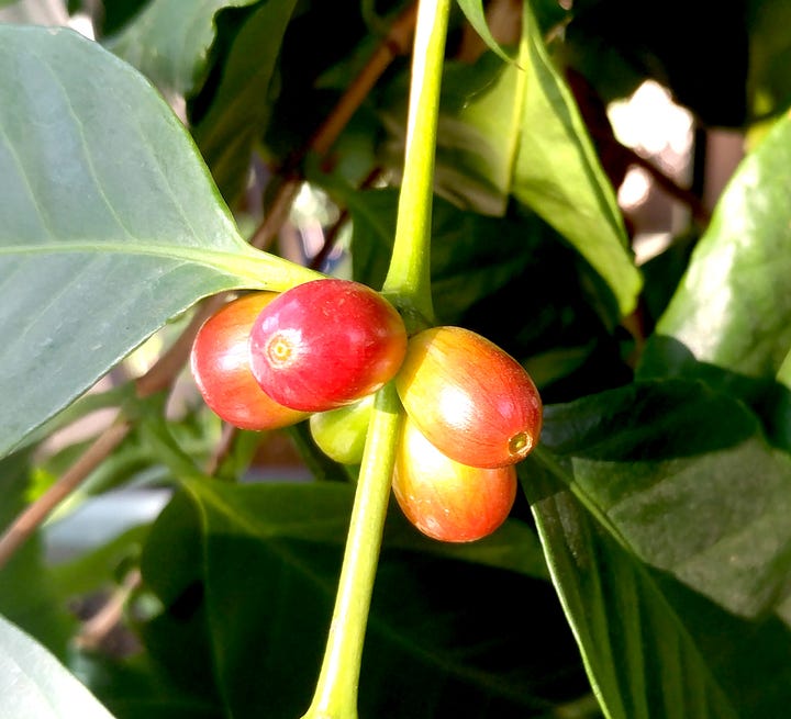 Coffee beans ripening