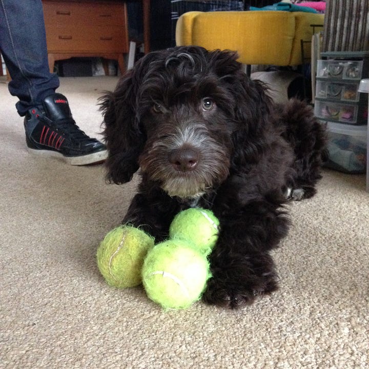 A cute, fluffy brown puppy with 3 tennis balls and a wet and muddy Springer Poodle cross type dog in a field.