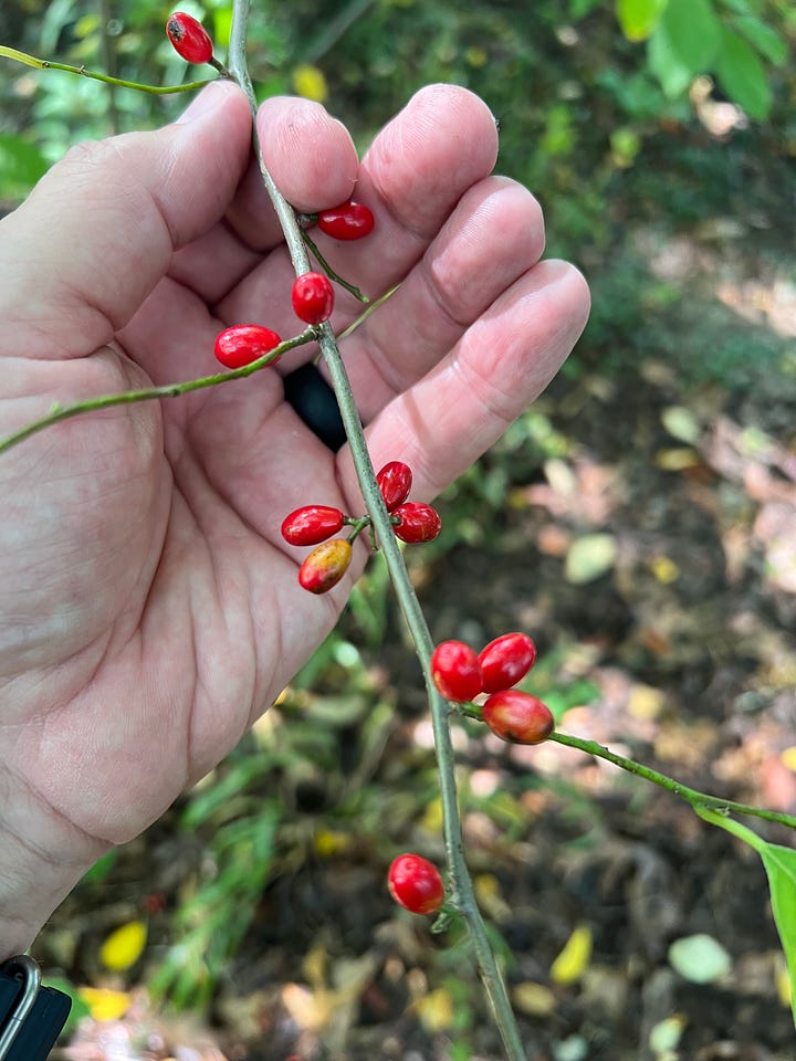 Rusty Blackhaw Viburnum (left) Spicebush (right)