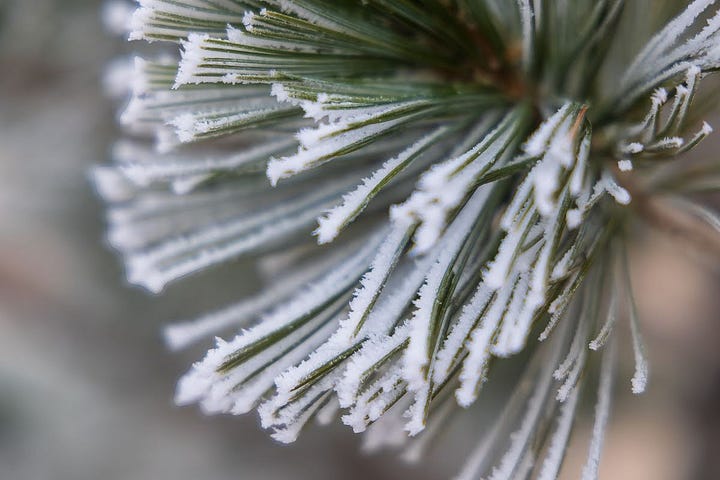 Bison in snow, snow on ponderosa pine needles, downy woodpecker, cottonwoods in the fog