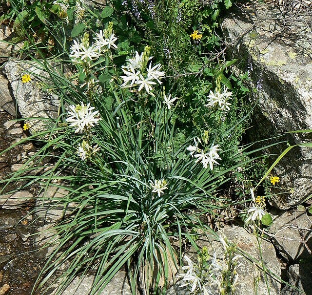 On the left is the green leaved and white flowered Anthericum liliago, growing out of some rocks, on the right the green leaves and white flowers of Chlorophytum comosum.