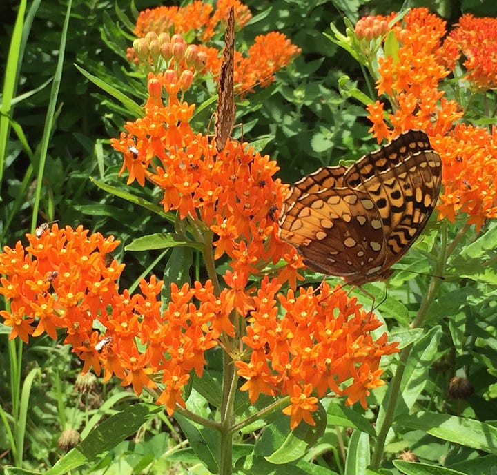 Butterfly weed, Asclepias tuberosa blooms and pods.  