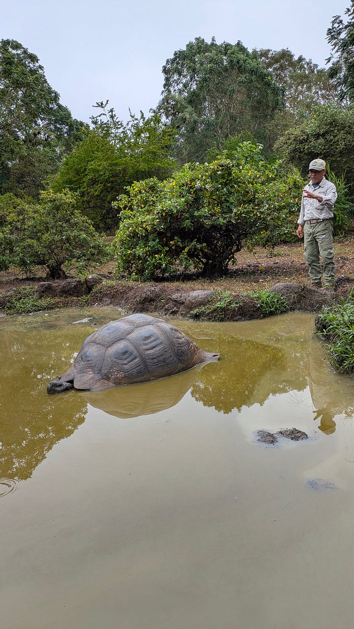 Left: giant tortoise, Juanito for scale; right: the red rock beach of Rabida