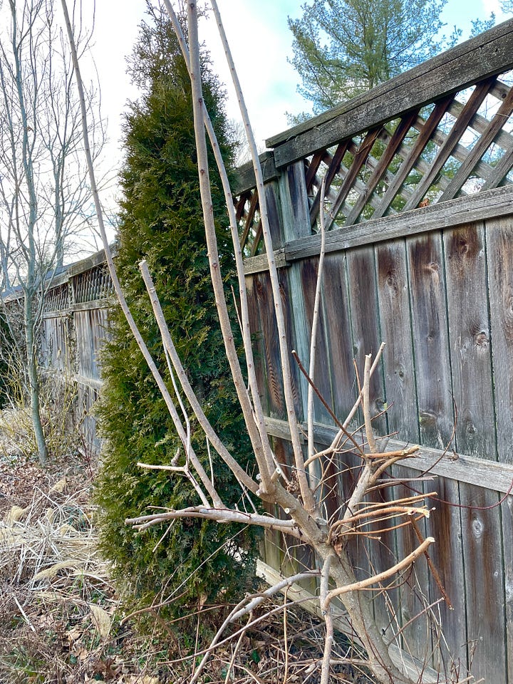 Cotinus ’Grace’ getting its late winter prune. It is cut back hard do that new branches and foliage will keep to border size. The long shoots I am removing grew just last year