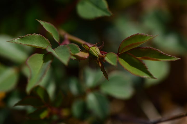 two close-ups of rosebuds with new foliage. Images are a medley of green and burgundy colors.