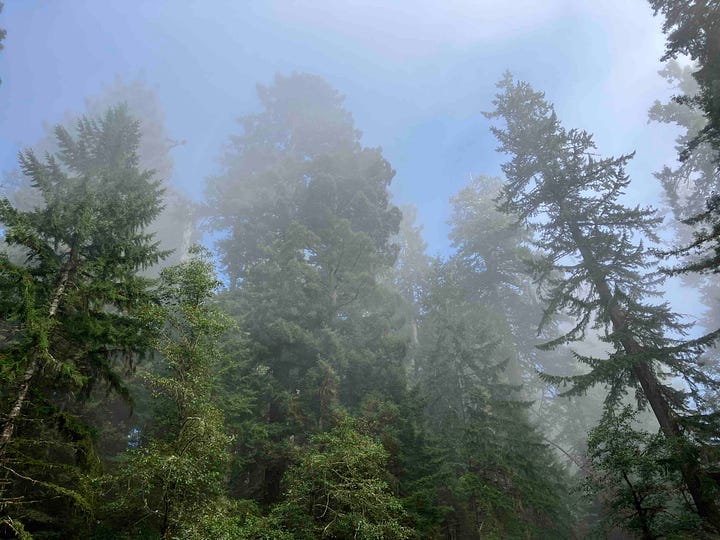 Redwood forests