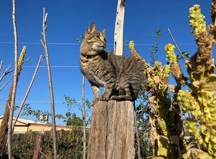 Four images: purple mountains with a tinge of sunset color below a blue sky, a tabby cat voguing on top of a fence post, four chickens in a coop and three eggs in a hand, and a real good kitty on top of an awning like a tiny god with clouds behind her