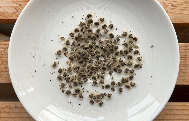 Dried seed heads and cleaned seed of hibiscus