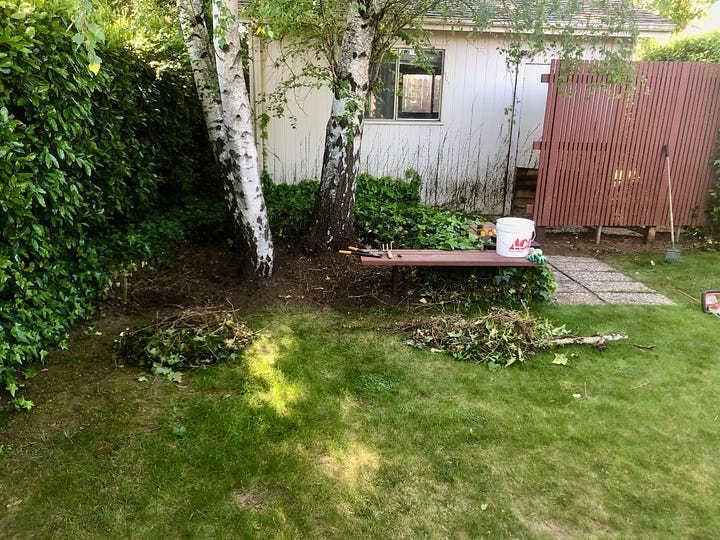 Image one shows three birch trees surrounded by Ivy and gardening tools, the second image shows an up close looks at small vintage children's toys found inside of the Ivy during removal