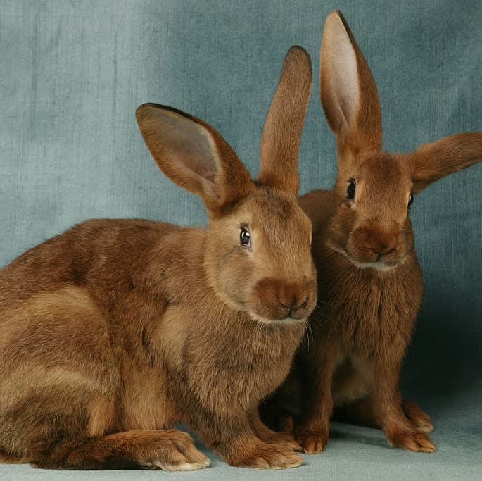 Three bunny rabbits, including one with glasses and a book!