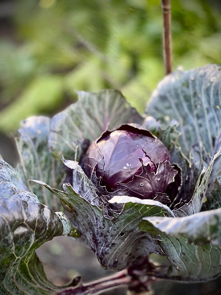 Gnarly red cabbage in the veg patch