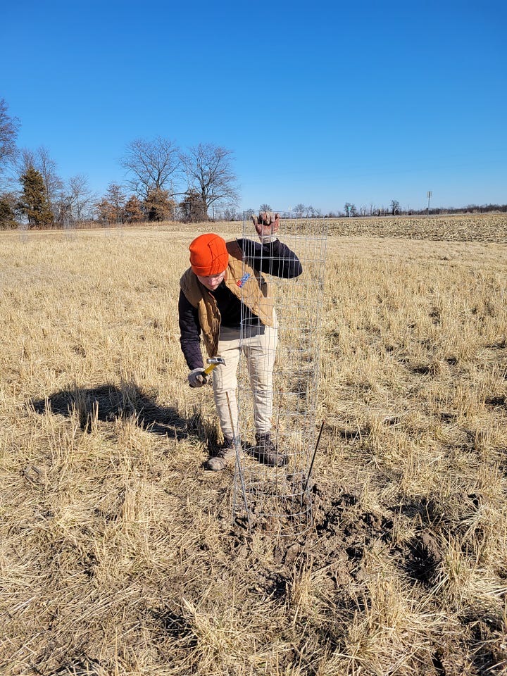 Me doing research (planting tree, holding a chainsaw, watering an alfalfa treatment, and a picture of my alfalfa plot)