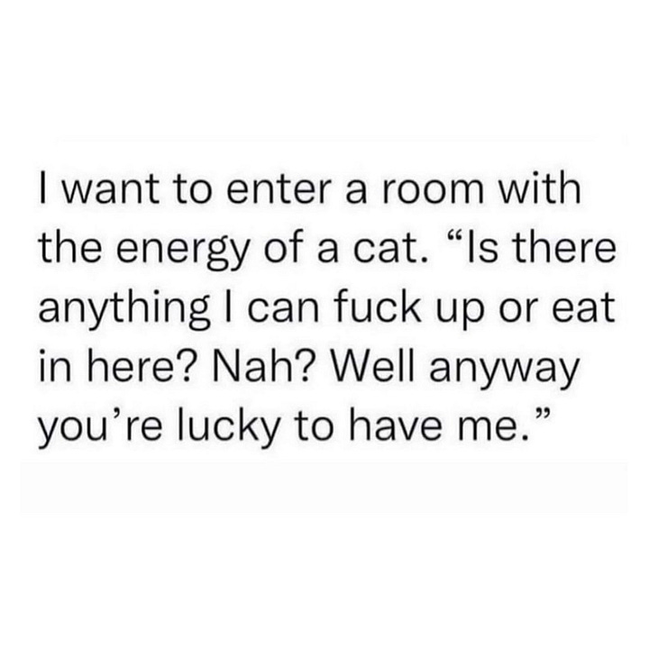 The first has text saying: I want to enter the room with the energy of a cat. “Is there anything I can fuck up or eat in here? Nah? Well anyway you’re lucky to have me”. The second is a Tweet by @JenKatWrites saying: You know who doesn’t get impostor syndrome? Cats. Not only does every cat know they’re a cat, I think every cat believes firmly, with conviction, that they are the best possible cat, the prime example of a cat, the most cat a cat could be.