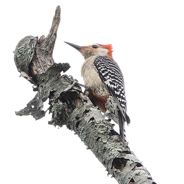 Juvenile flicker, left, and redbelly woodpecker on backyard snag