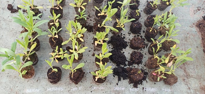 cells popped out for germination and root comparison