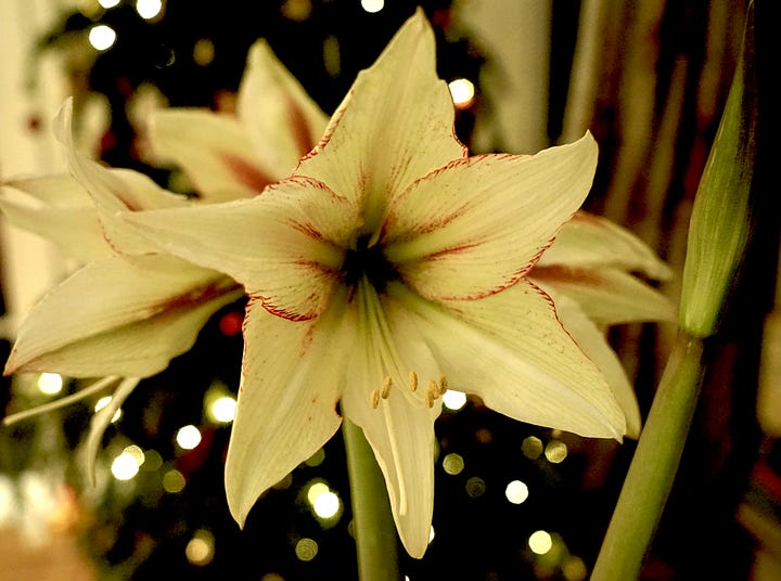 large flowers with cream and red petals