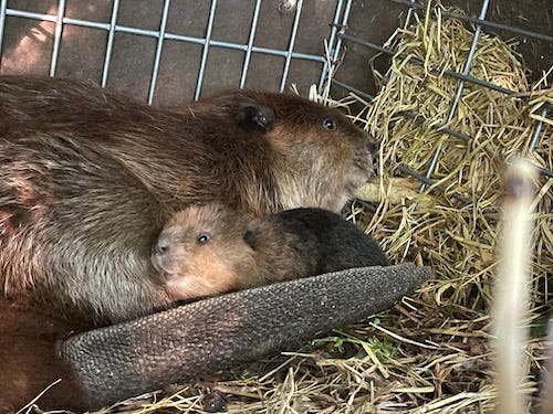 Baby and mommy beaver cuddling. Right the baby is peaking out from the mommy's arm the other the baby is wrapped in her tail. 