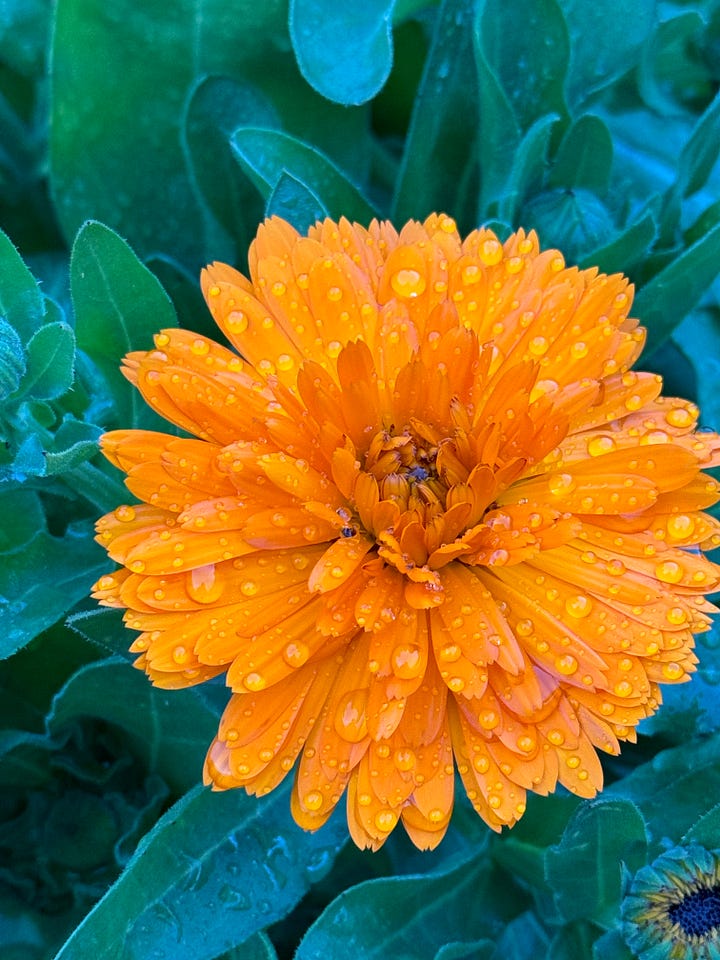 Calendula with morning dew