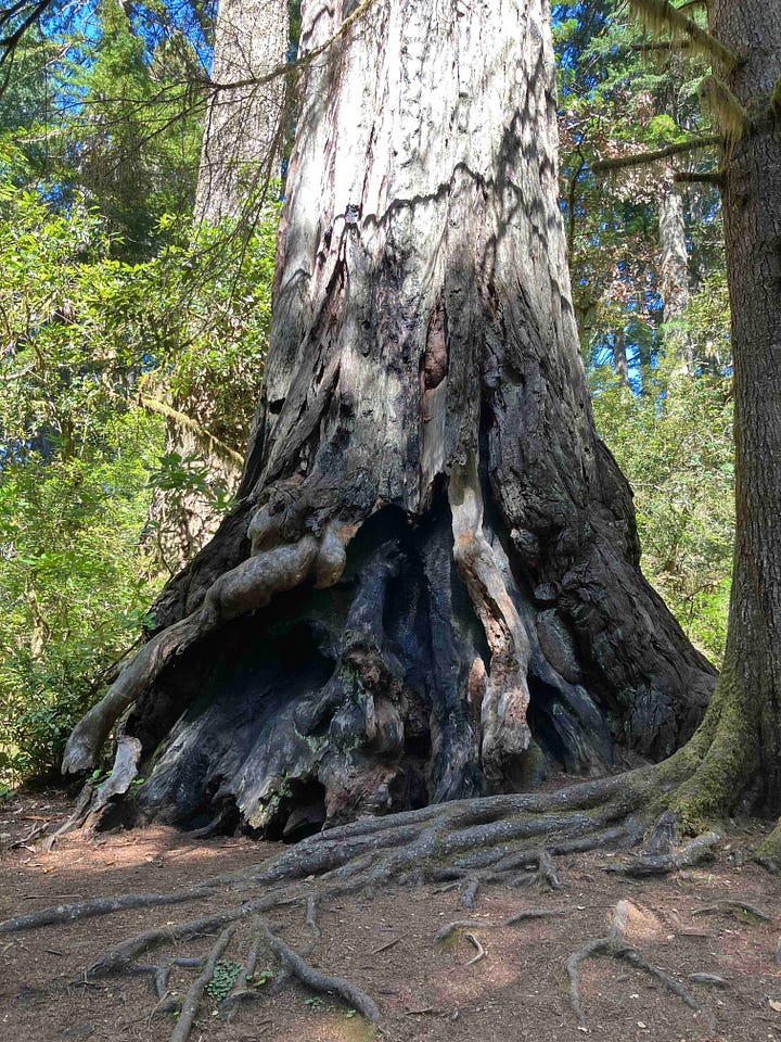 Redwood trees