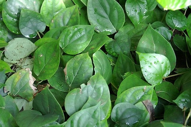 Picture of two plants, Peperomia obtusifolia on the left and Piper nigrum on the right