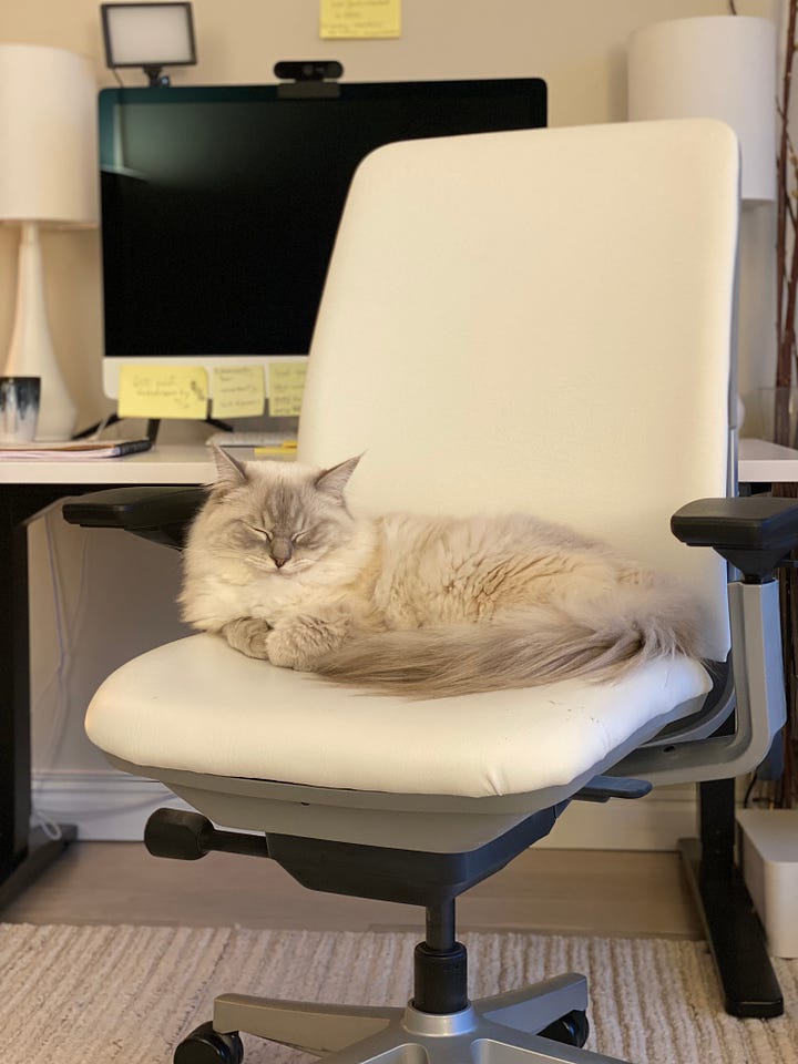 Tabby cat sleeping and white Ragdoll call sitting on a desk chair