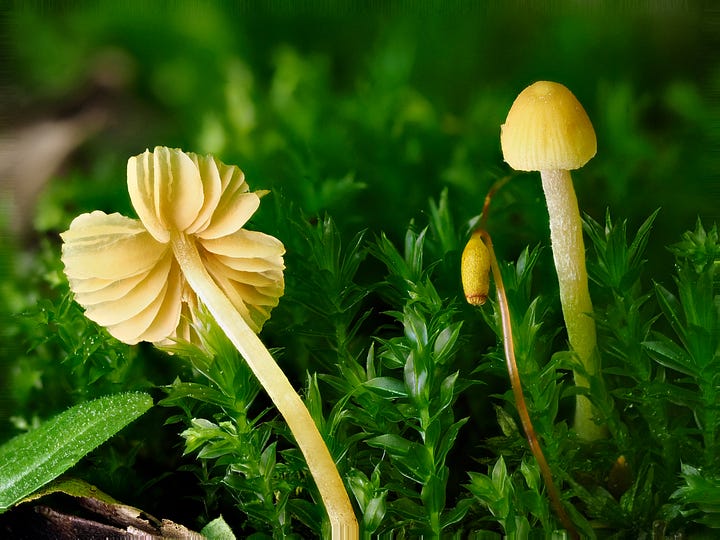 yellow mushrooms in moss