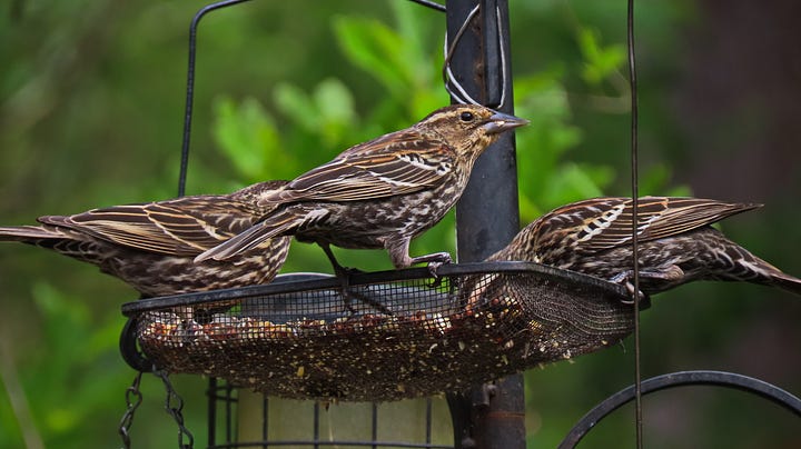 Brown and white striped birds at a feeder and in bushes