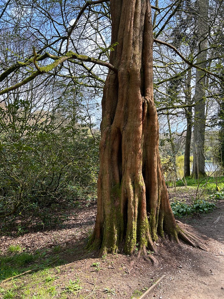 Trees at Stourhead Garden, Wiltshire.
