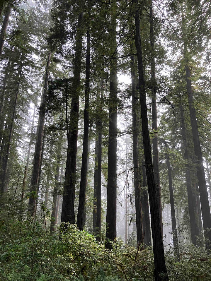 Redwood trees