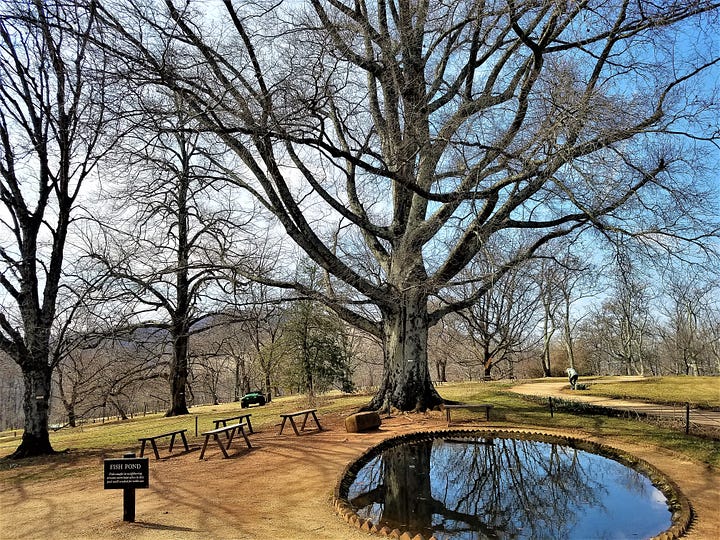 Two pictures of trees with bare limbs at Monticello.