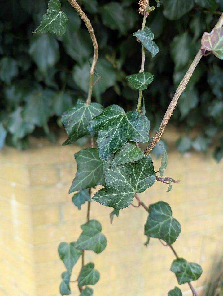 Ivy (Hedera sp.) is a real jack-of-all trades. In shadier conditions, it sends out the stereotypical liana vines but given sufficient light it will become woodier, growing a thick stem. The leaves will adopt a different morphology and flowers will form and start to bear fruit (in the winter!)