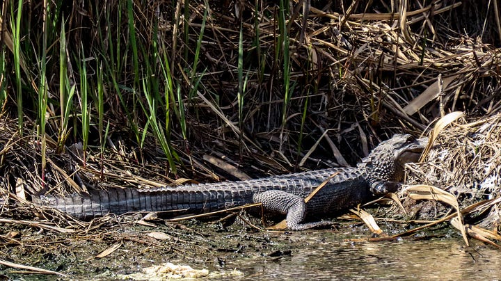Photo of alligators sunning