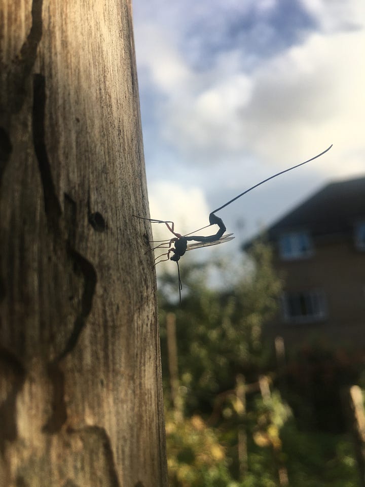 Cabbage white caterpillar cocooned itself in the lip of a plastic lid; A thumb head-sized frog living in the water gravel of the cuttings trays; A female ichneumon parastic wasp laying eggs in termites of the wood post; A mucky frog having emerged from the mud of a path.