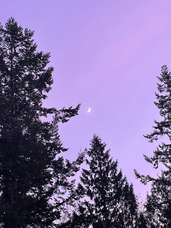 crescent moon hanging above a purple sky in the forest