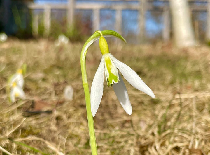 Galanthus 'Grumpy', 'Wasp', 'Blewbury Tart' and 'Sanderii group'