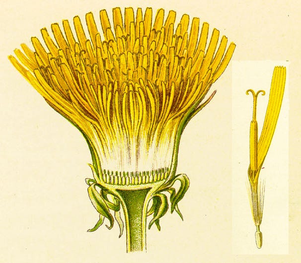 Botanical illustrations of dandelions