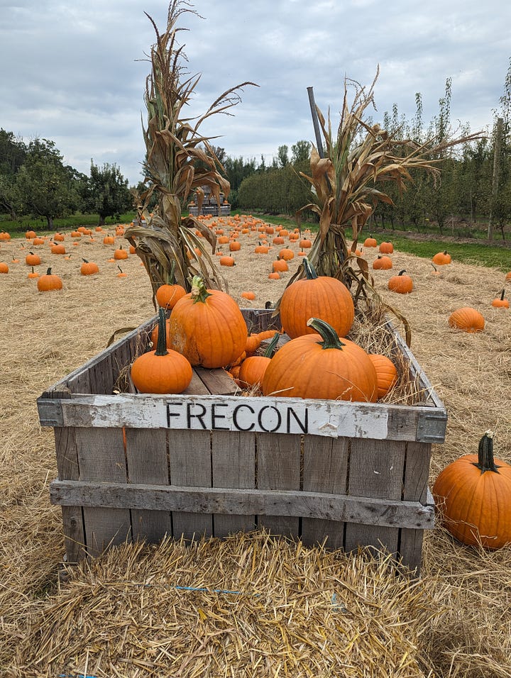 Four images: one of pumpkins in a crate that says "Frecon", a close-up of a pumpkin orchard, a Jeep with a pumpkin in it, and my grey tabby Darth curled up on a soft sherpa fleece blanket with leaves on it.