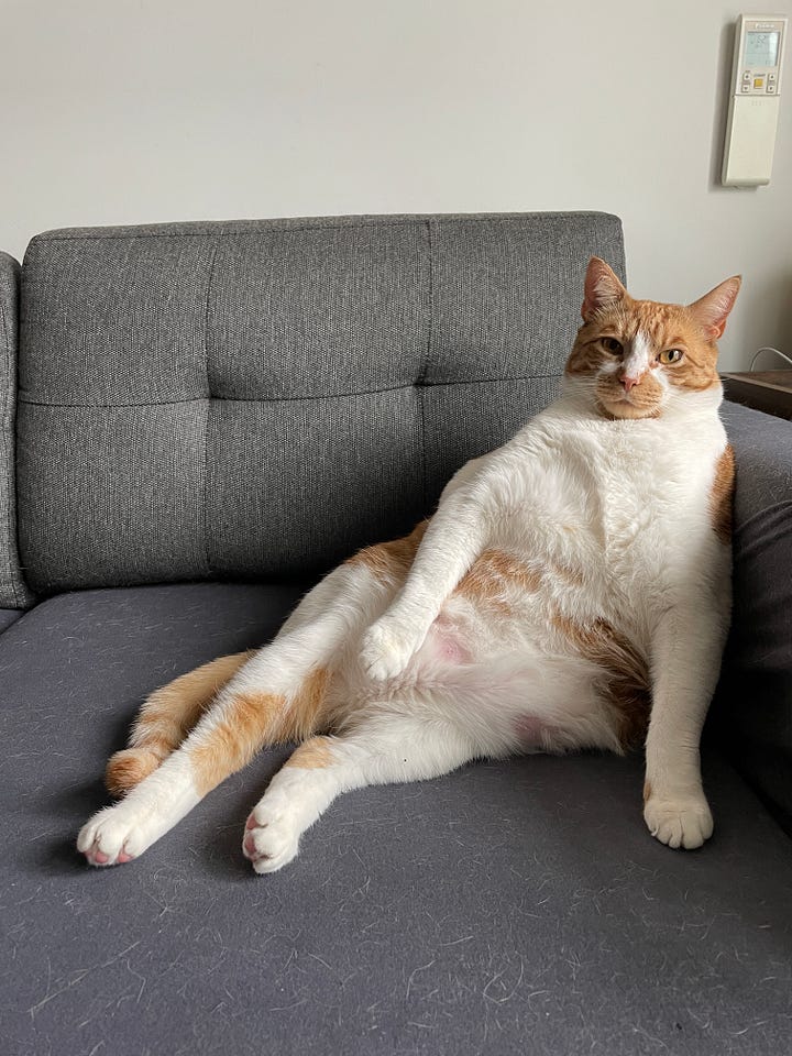 An orange & white cat lounging seductively on a couch and a black cat staring wide-eyed while snuggled in a bed