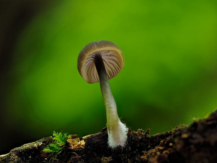 brown and yellow mushroom on wood