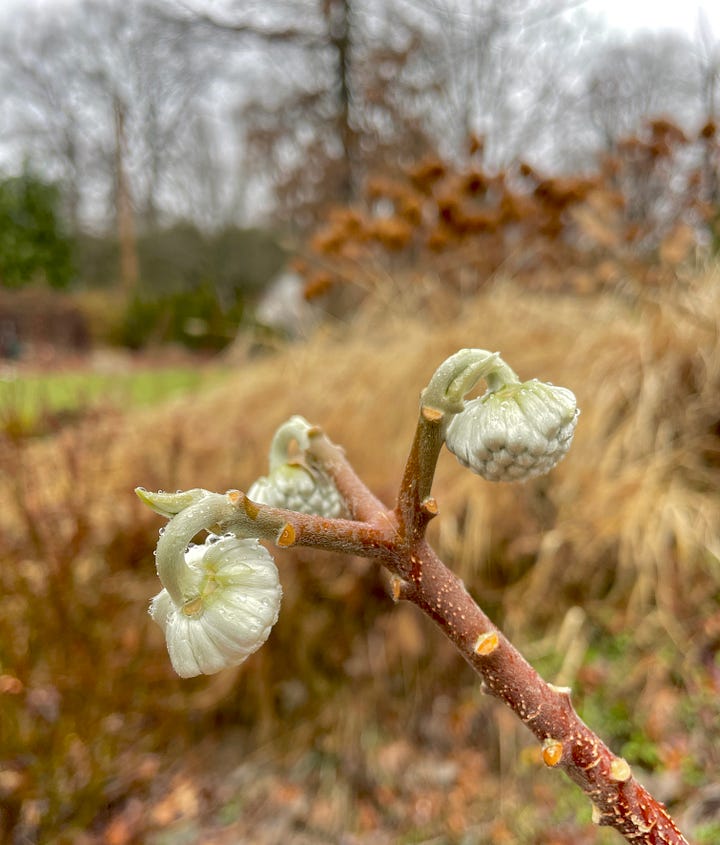 We had several little snowdrops up and blooming already in the Birch Walk. Here is the last on New Years. The Christmas Roses were up too. And best of to me right now are the buds of the Edgeworthia. The pot has now been moved into the blue potting shed that you can see in the back of the last photo for more warmth as it is tender here. 