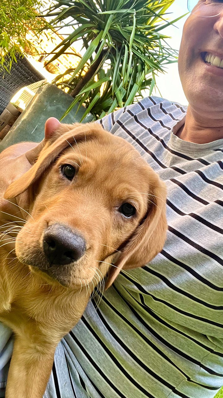 Image 1: A person in a striped shirt, smiling while holding a young brown puppy. The puppy looks directly at the camera with an inquisitive expression, set against a background of green plants. Image 2: A fox red Labrador puppy with soulful eyes is sat on a brown leather sofa looking into the camera with a beautiful expression in his face.