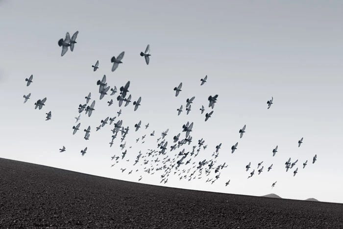 Fotos de naturaleza: aves, nubes, nieve