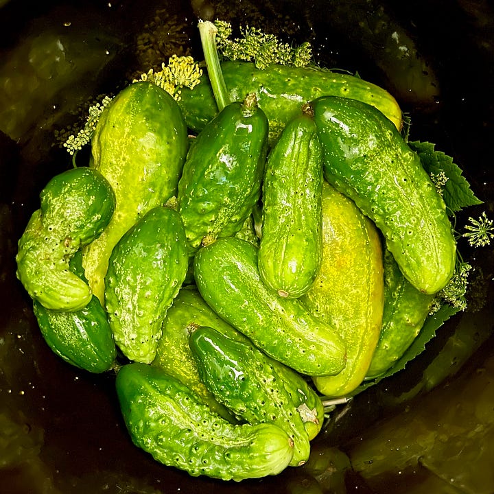 two images of inside a fermentation crock of leaves and garclic cloves, and cucumbers placed snugly