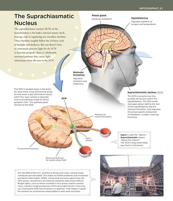 suprachiasmatic nucleus vs hypothalamus